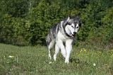 ALASKAN MALAMUTE 381